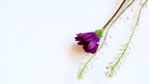 saber cuando ovulo días fértiles