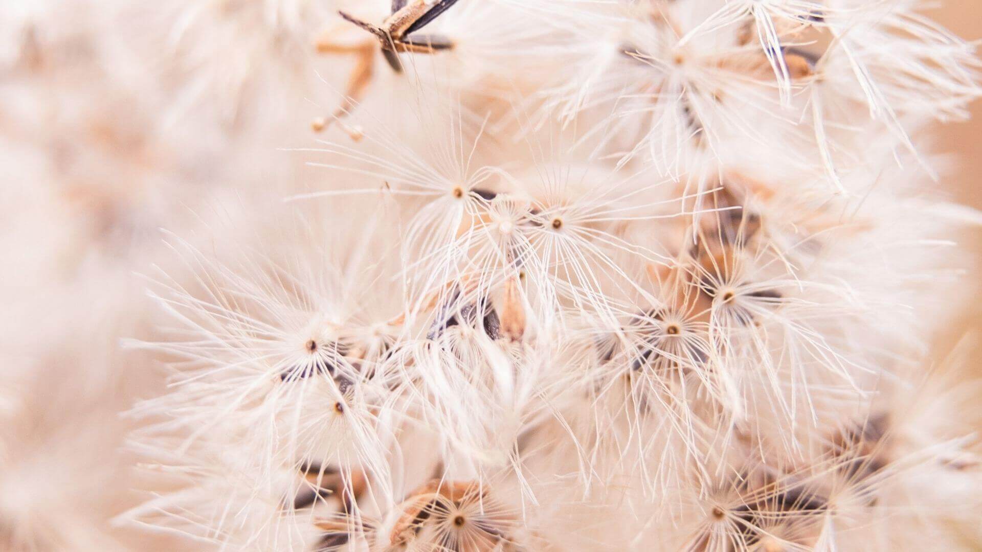 natural therapies in assisted reproduction processes