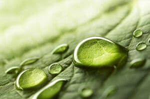 aceite cbd dolor regla
