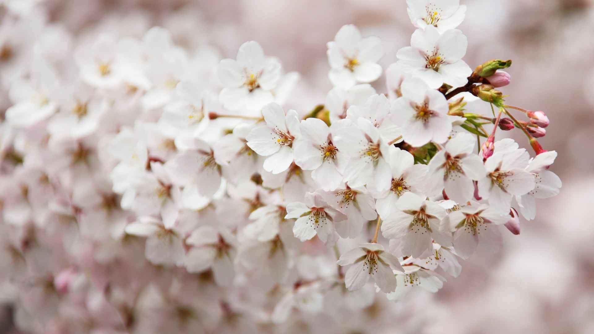 probioticos vaginales flora microbiota dieta